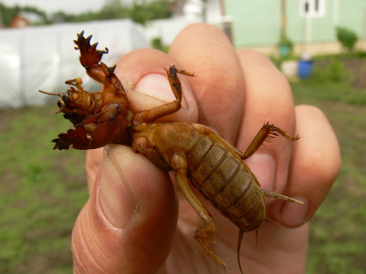 Жук медведка