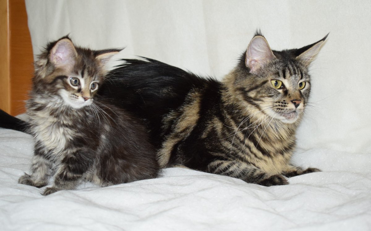 Помесь Мейн куна и британца