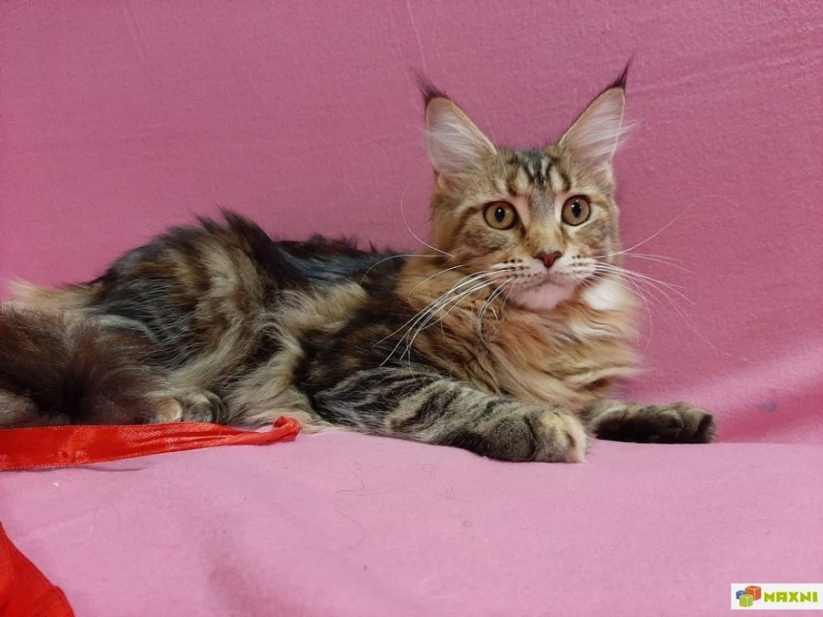 Метис Мейн куна и бенгала