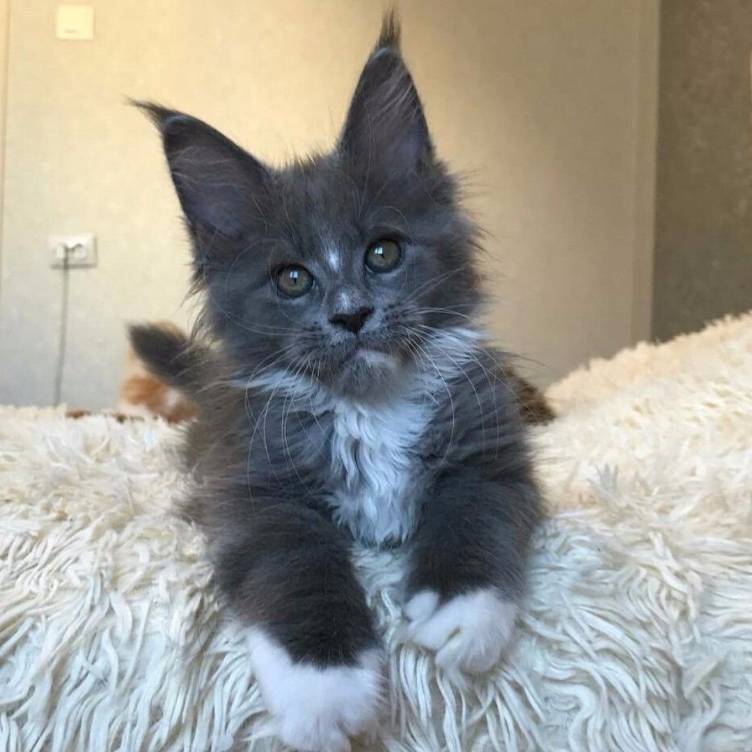 Британский Мейн кун