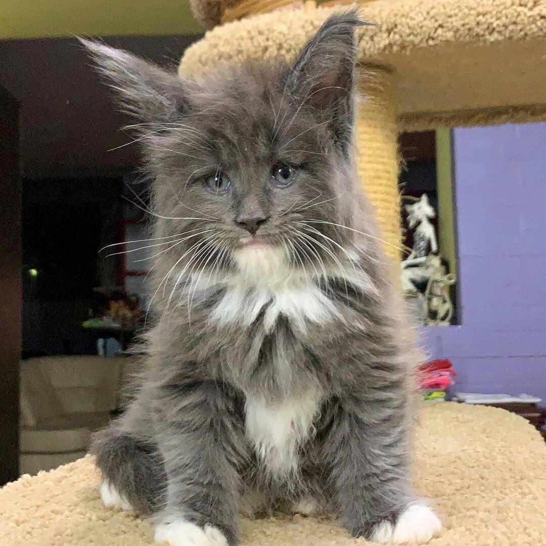 Манчкин и Мейн кун рядом