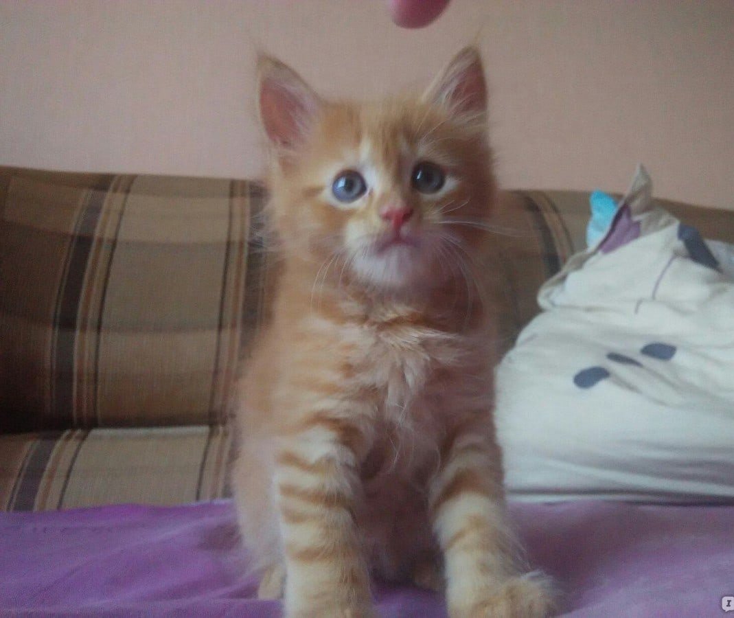 Метис Мейн куна и беспородной