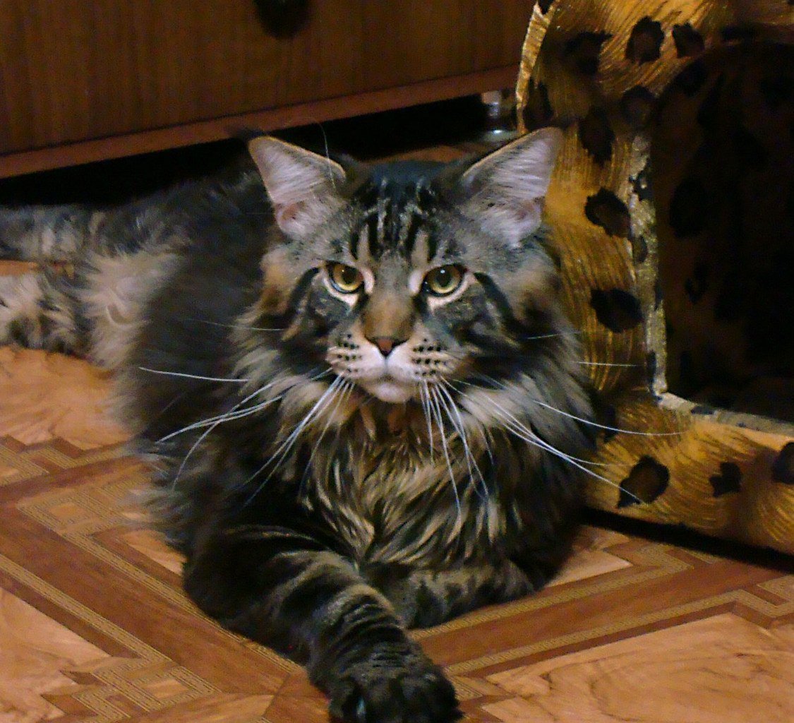 Мейн кун Лесной окрас