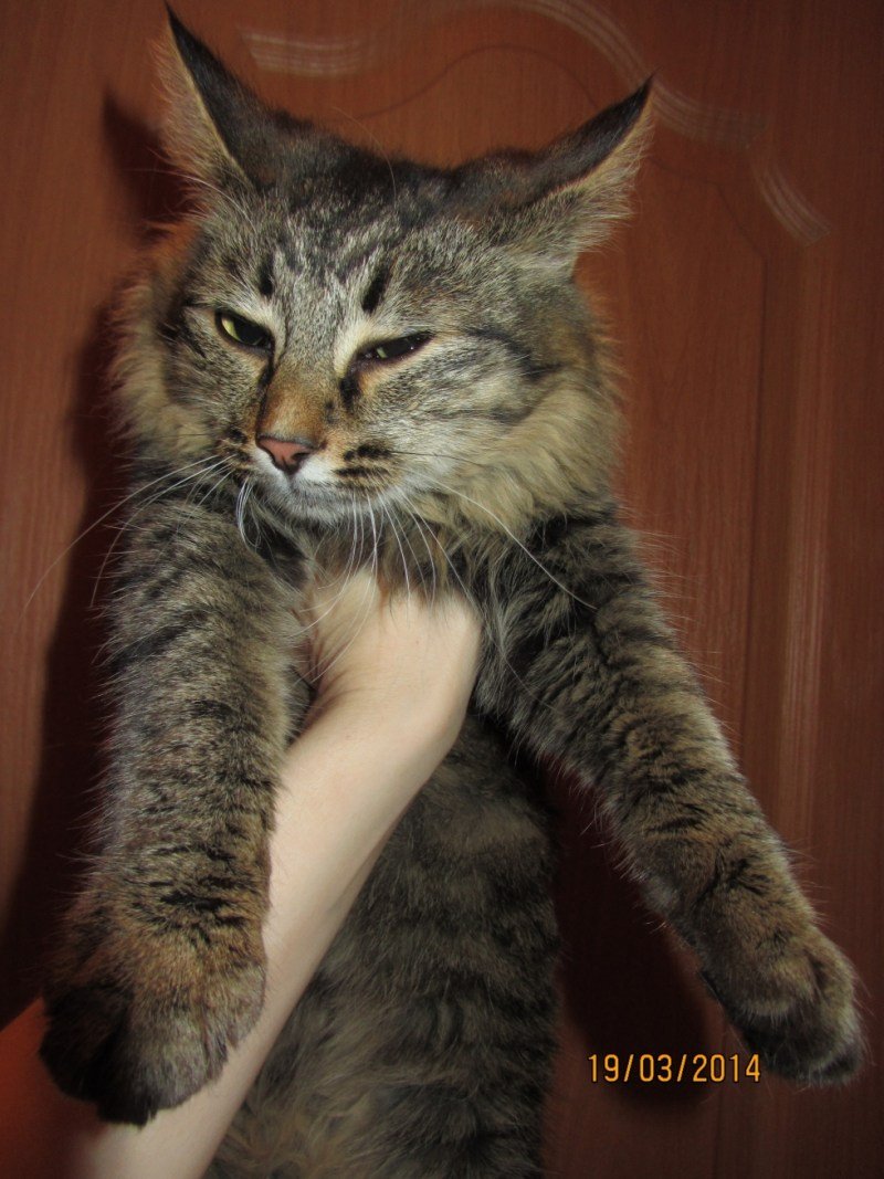 Котята метисы Мейн куна в добрые руки бесплатно