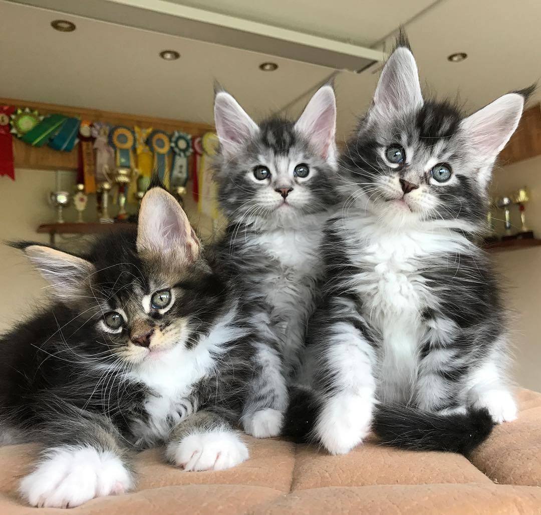 Котята-метисы (Мейн-кун и Норвежская Лесная)