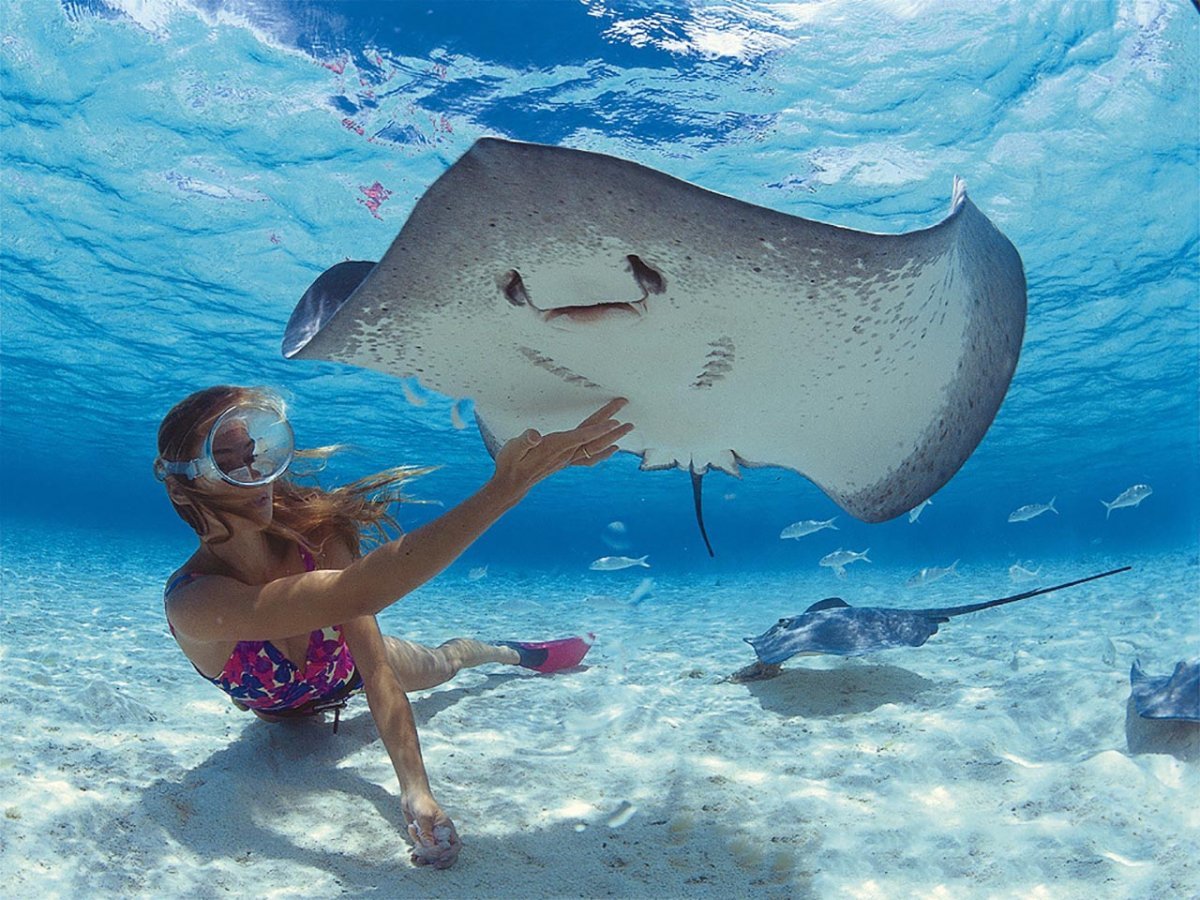 Скат хвостокол Мальдивы