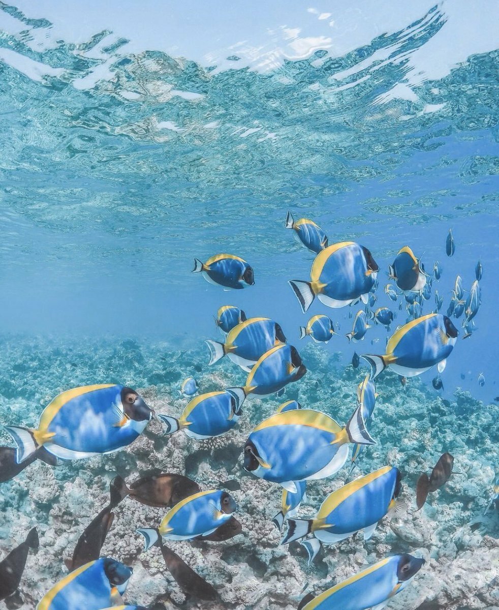 Рифовые рыбы Мальдив