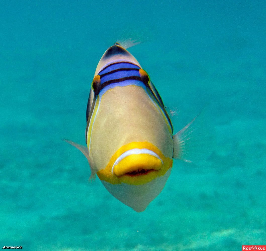 Рыбы на Мальдивах