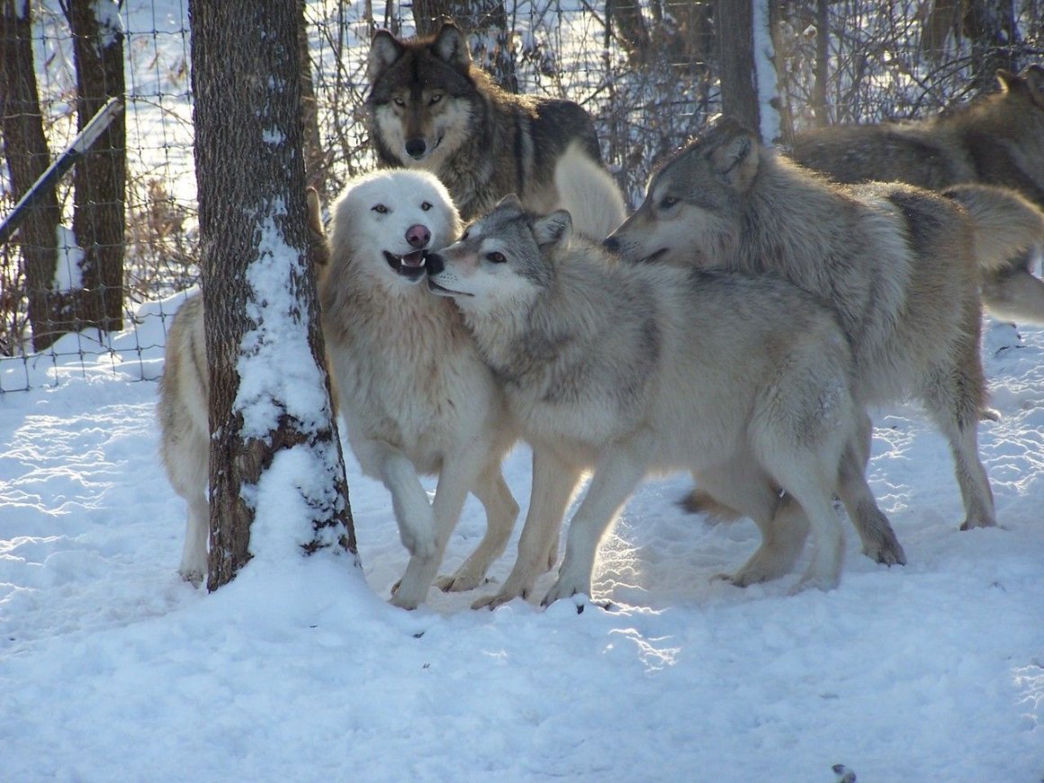 Ирландский волкодав против алабая