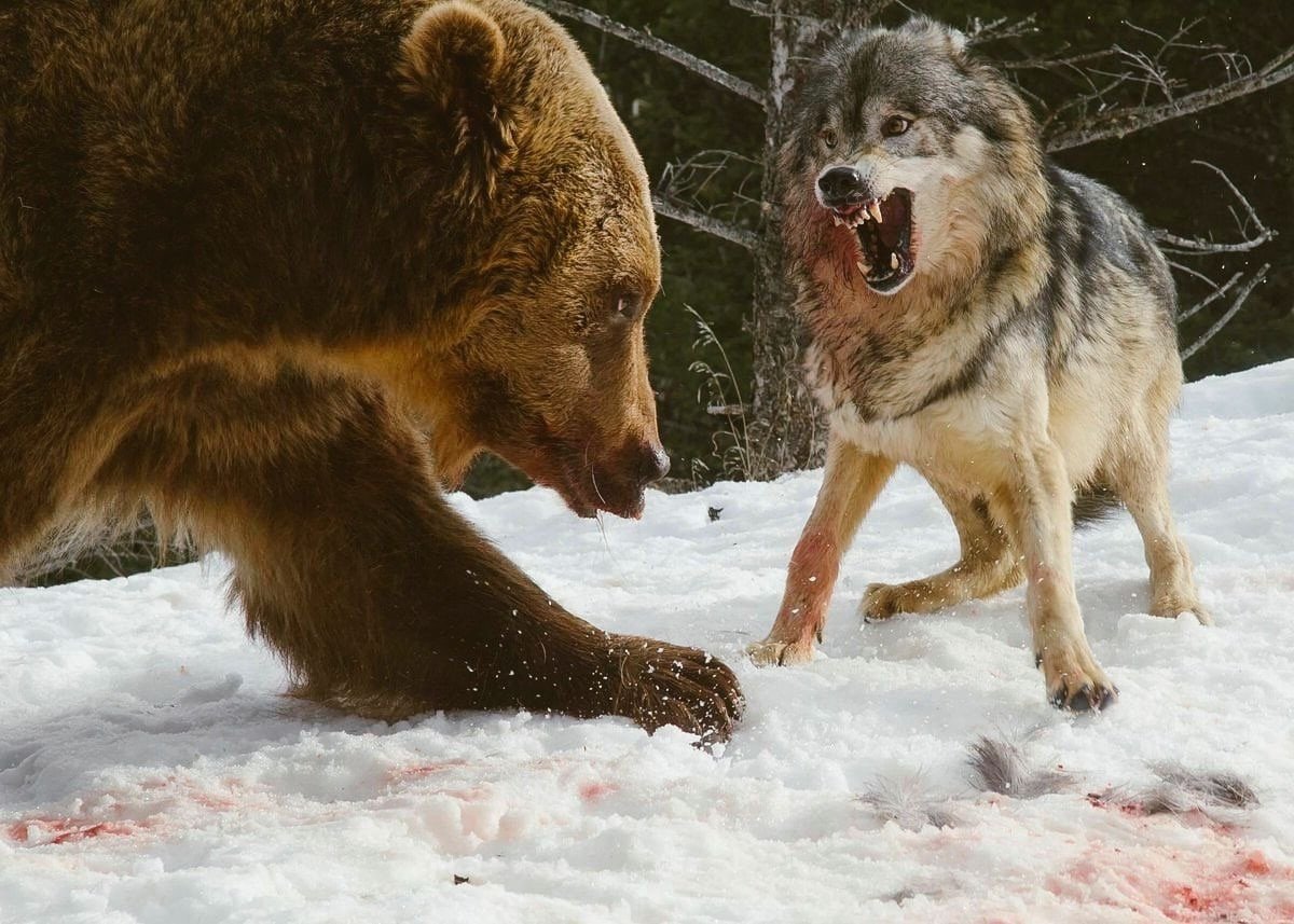 Собаки фэнтези