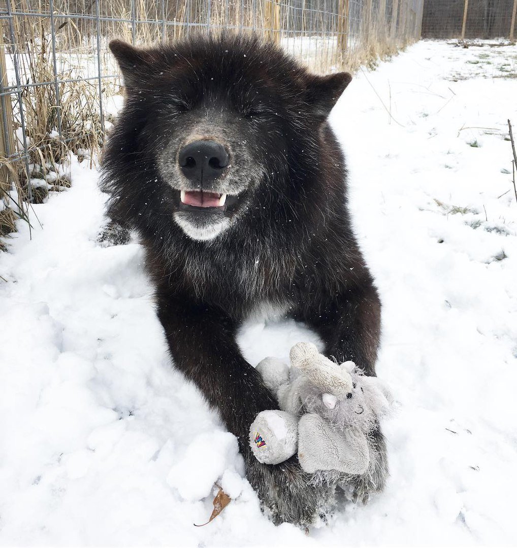 Алабай тобет