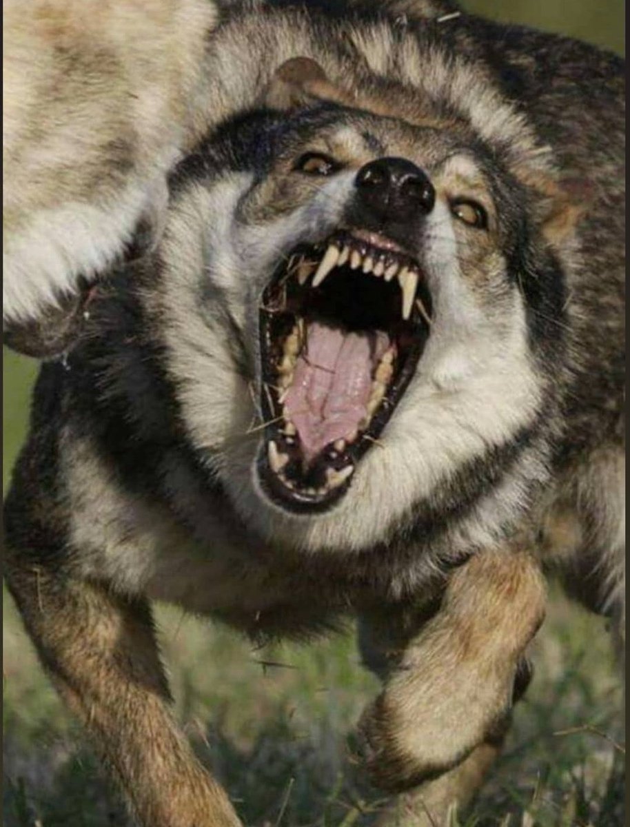 Туркменский алабай