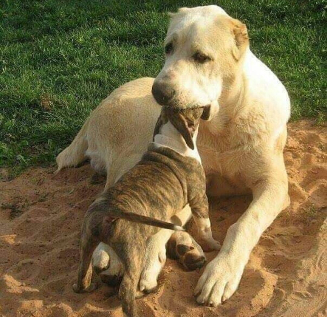 Туркменский алабай кангал