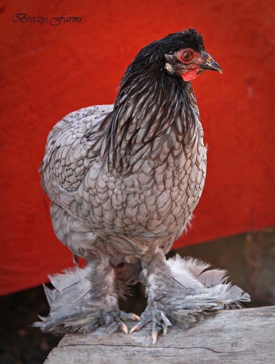 Бреда куры голубая