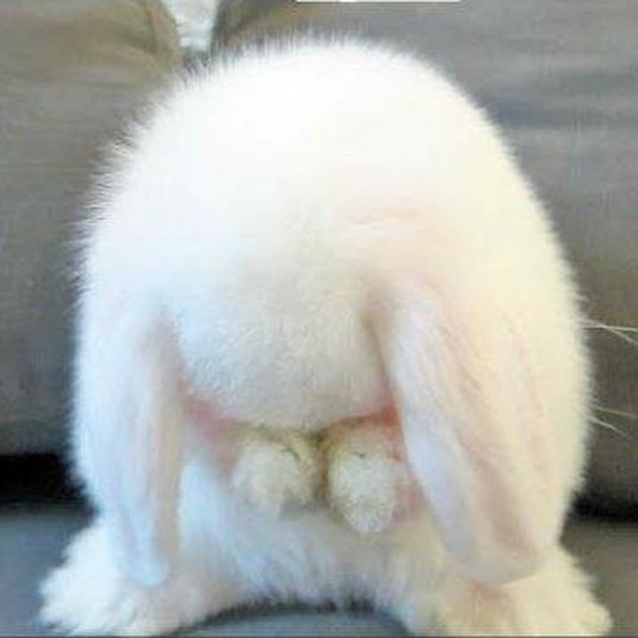 Фото заяц плачет с пузырями