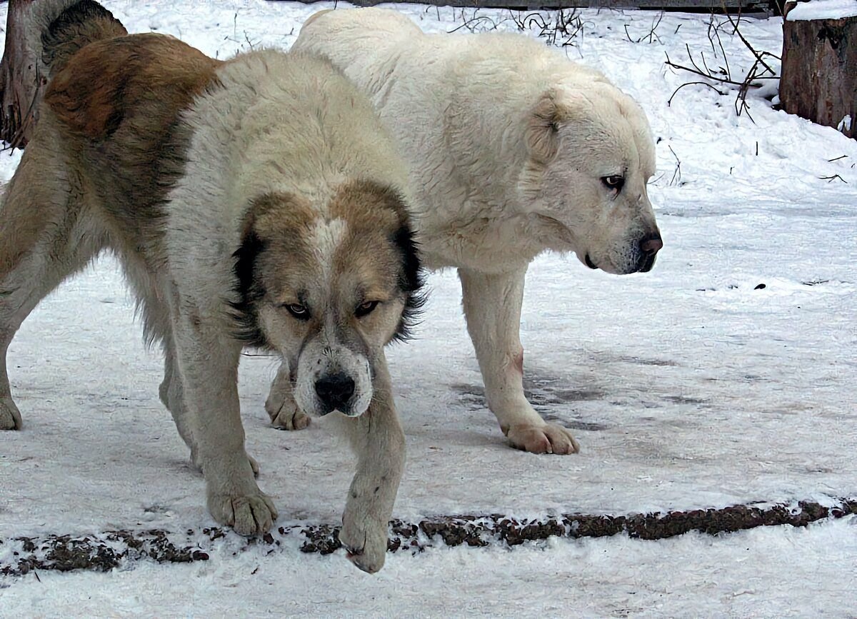 Конгал злой