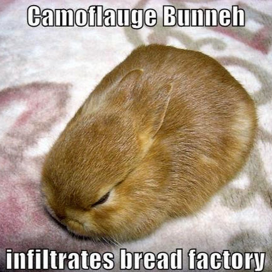 Недовольный кролик