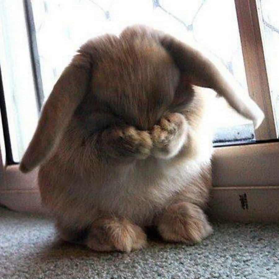 Зайчик обиделся