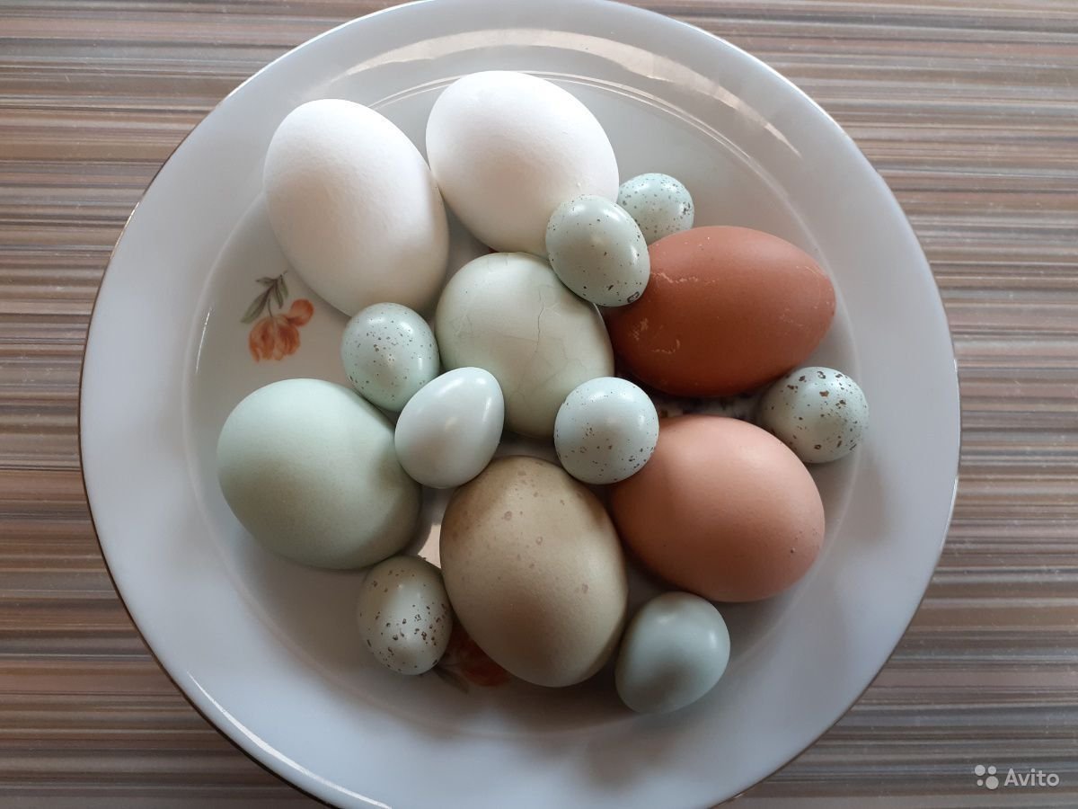 Яйца перепелов селадон