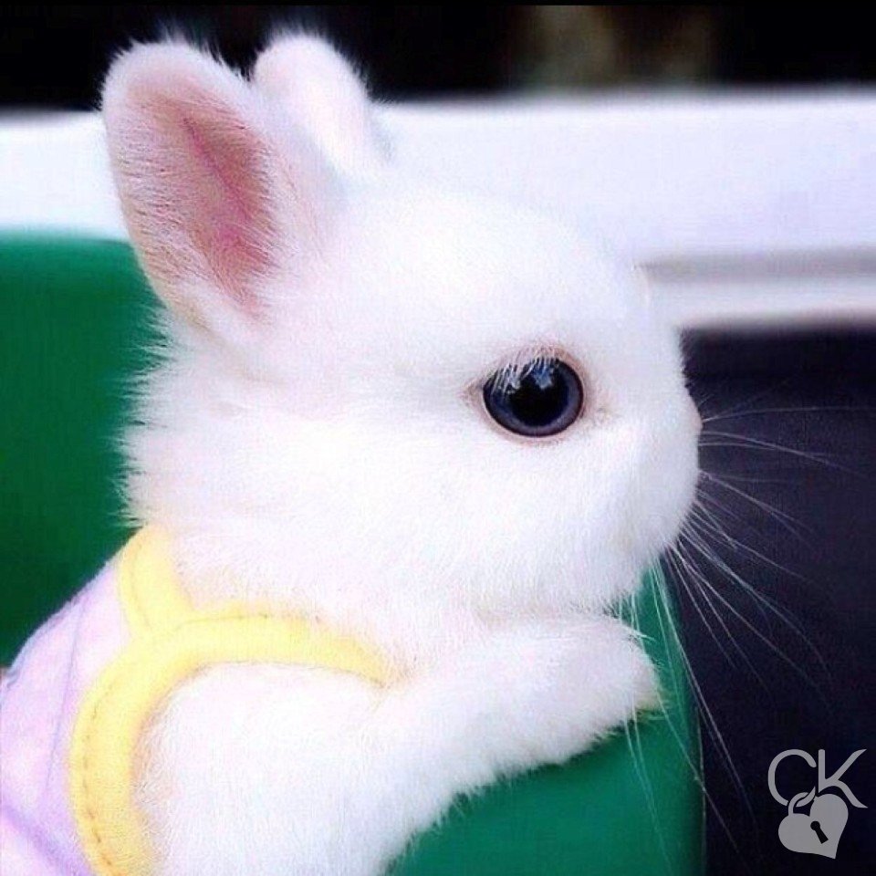 Тайная жизнь домашних животных кролик