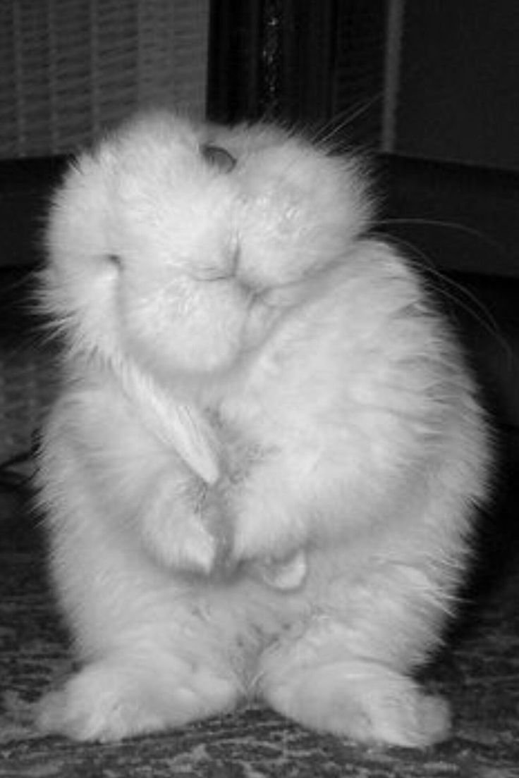 Влюбленные кролики