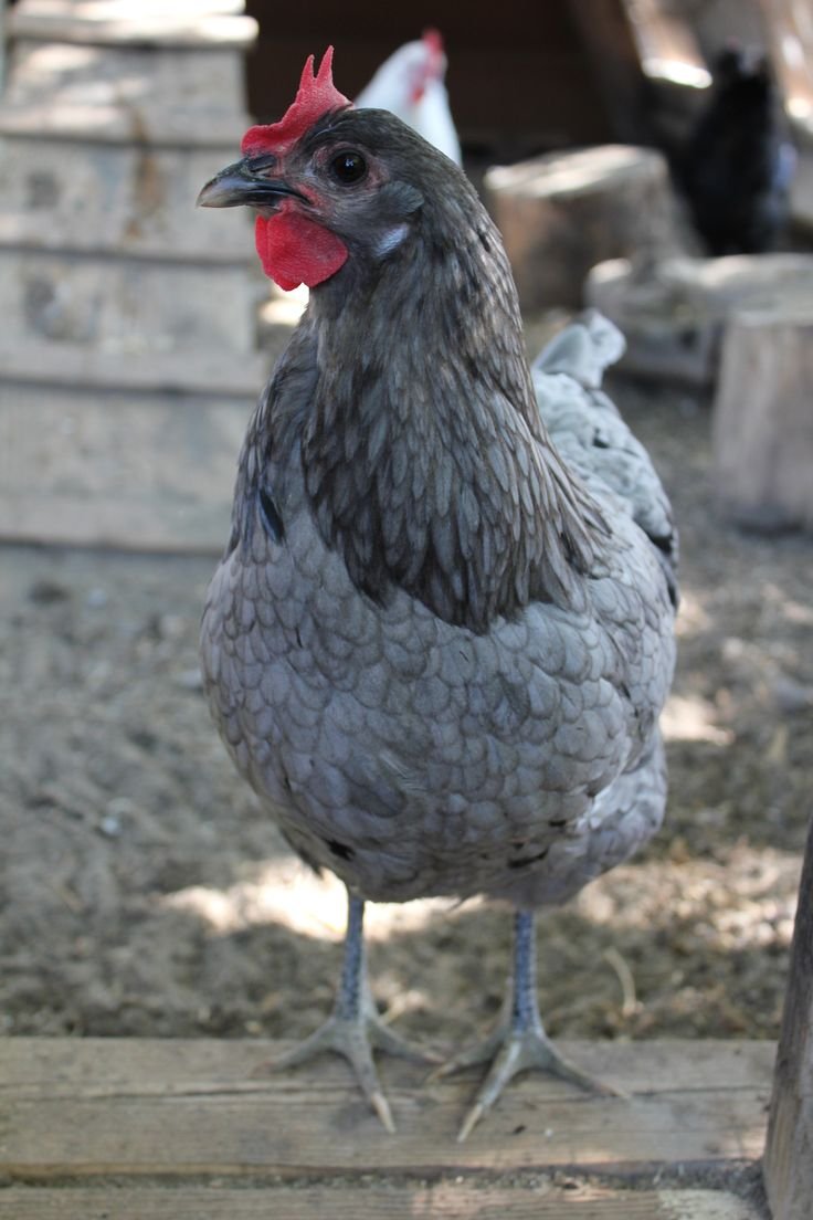 Куры породы Блюмен