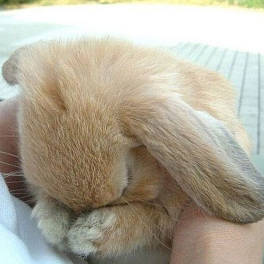 Грустный зайчик