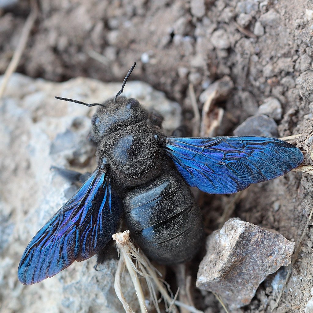 Жук  Meloe violaceus