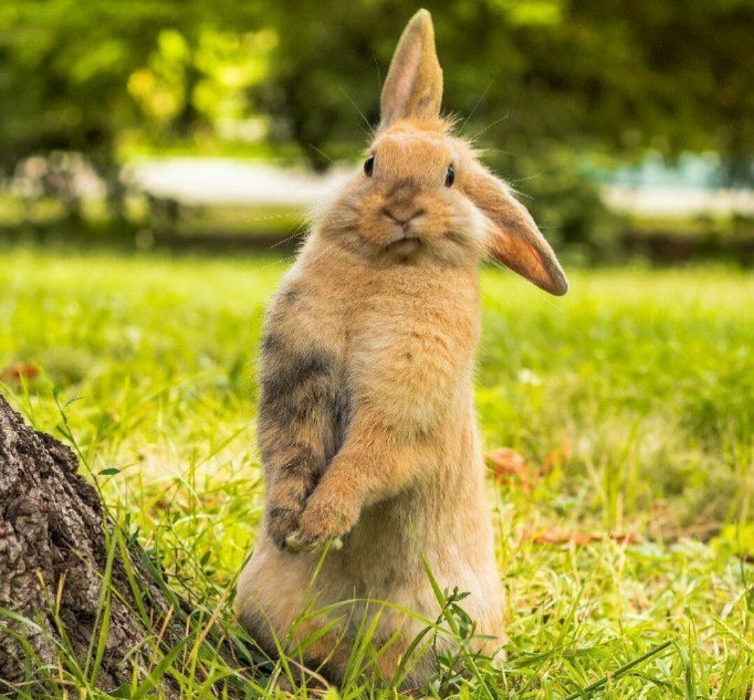 Прикольный заяц