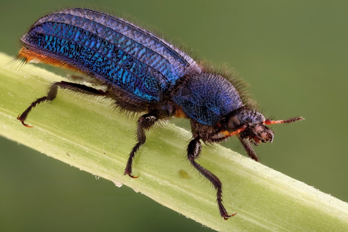 Жук ящерица