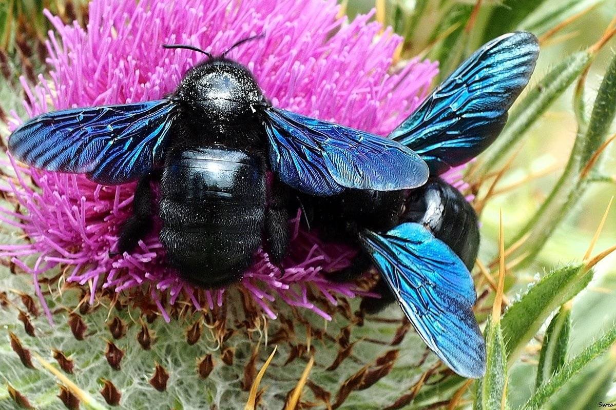 Шмель-плотник фиолетовый( Xylocopa violacea )