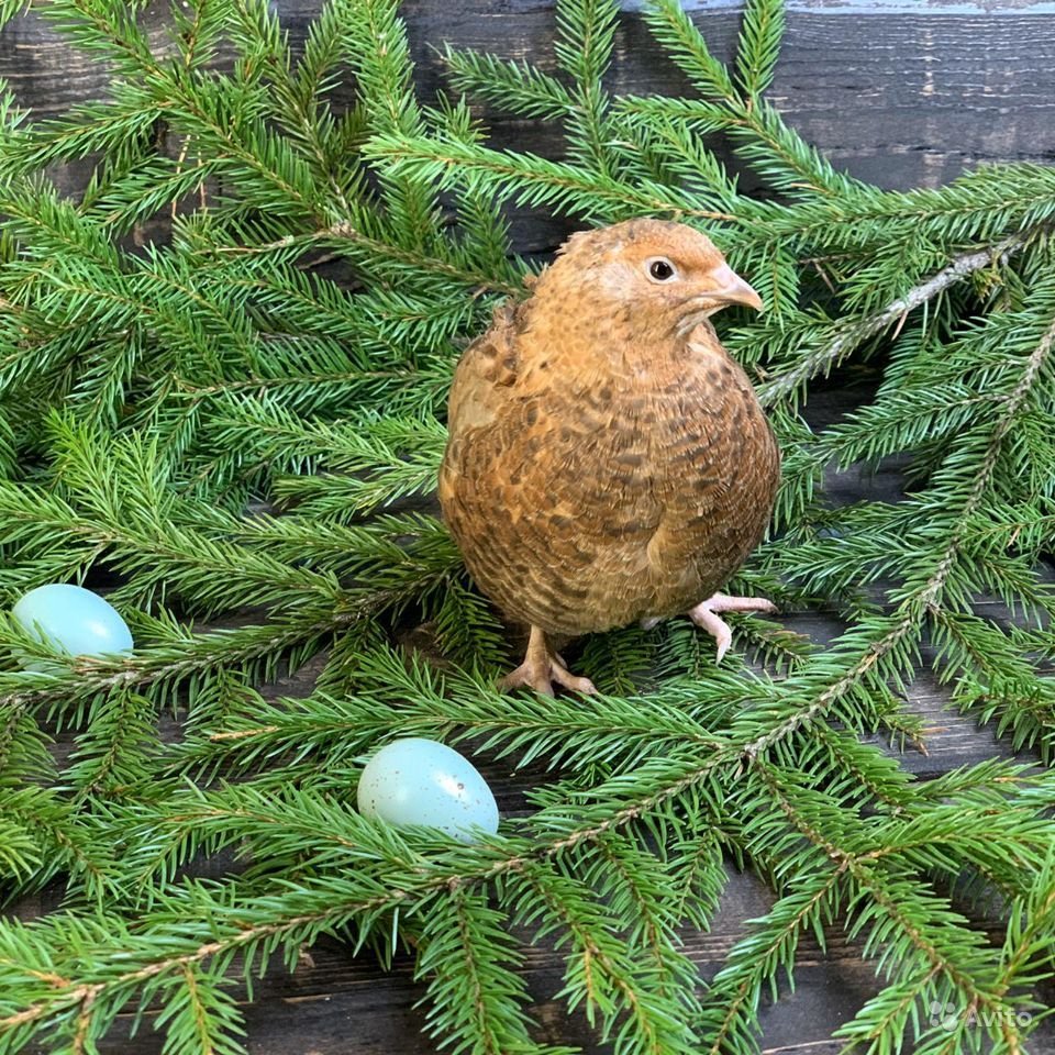 Перепел с голубым яйцом селадон