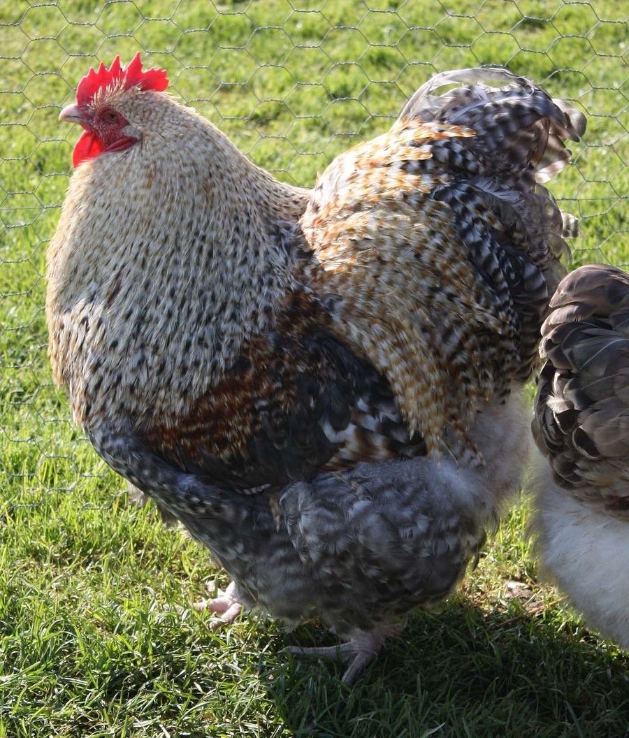 Орпингтоны куры