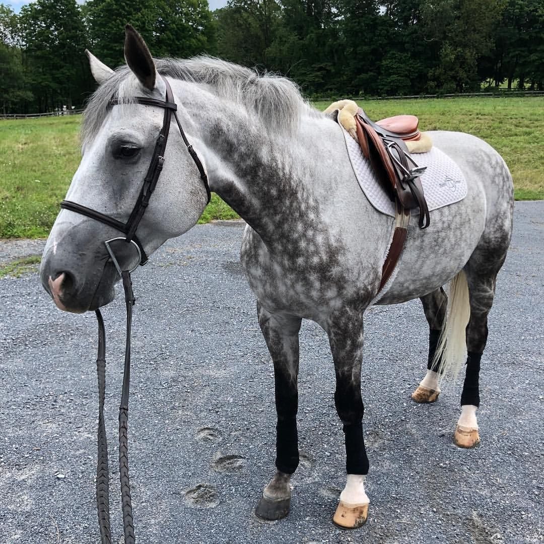 Серая лошадь Орловский рысак