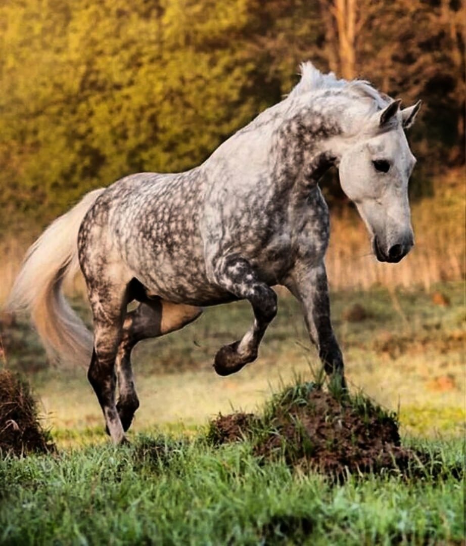Орловский рысак масти