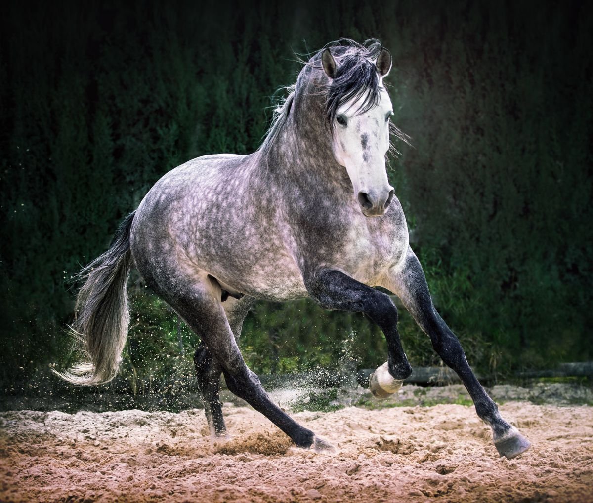 Конь Сивый мерин