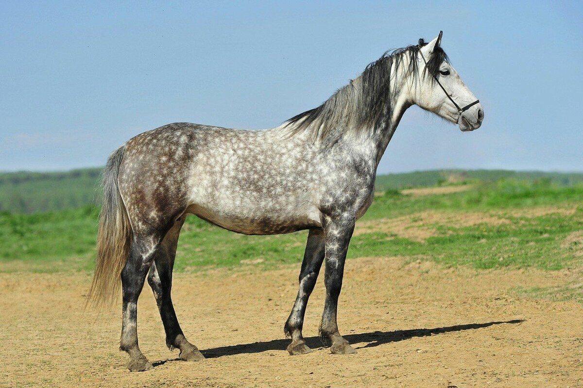 Орловский рысак серый в яблоках