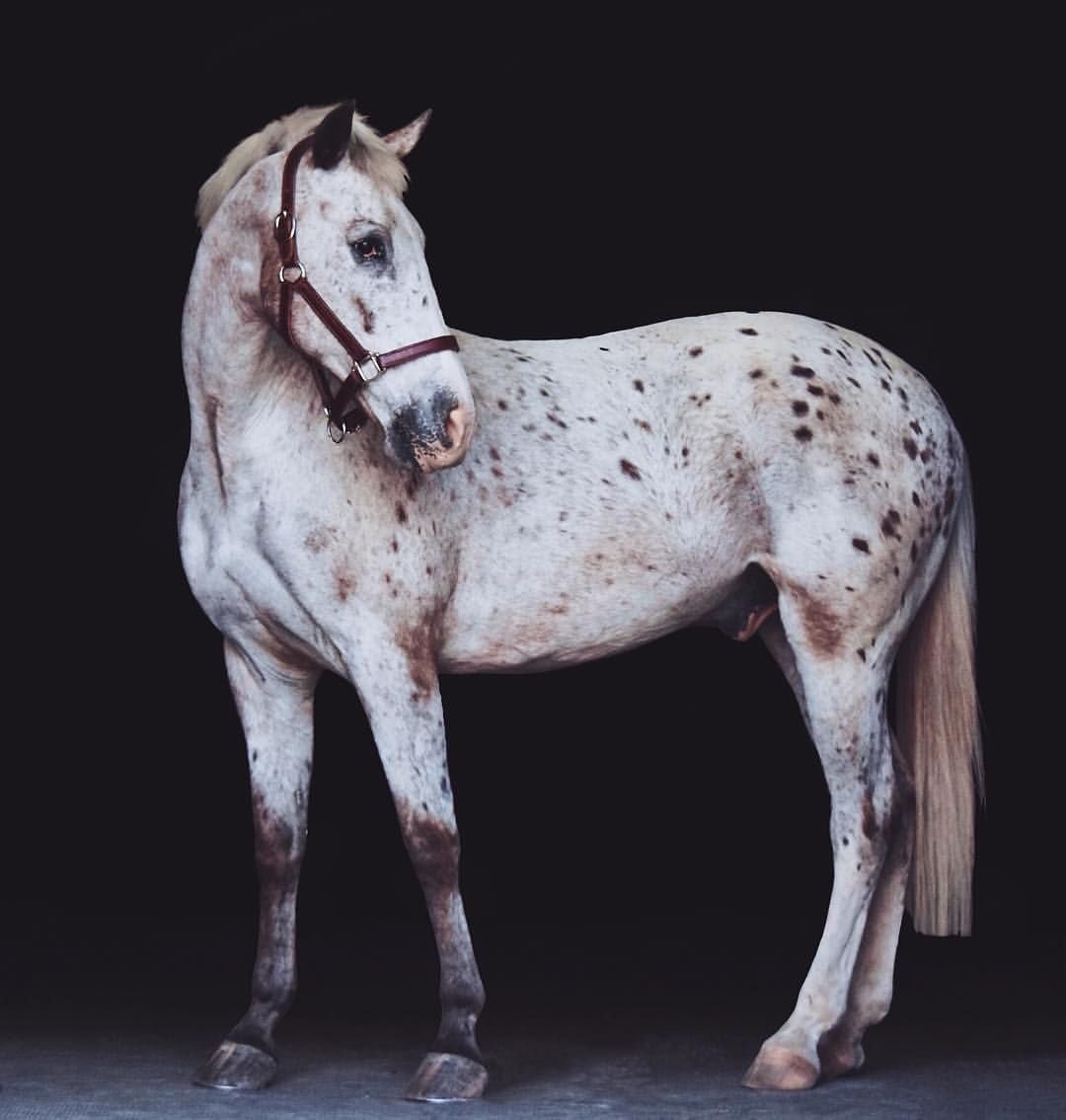 Гунтер (порода лошадей)