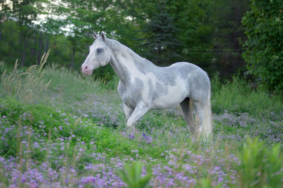 Войтек Квятовски лошади