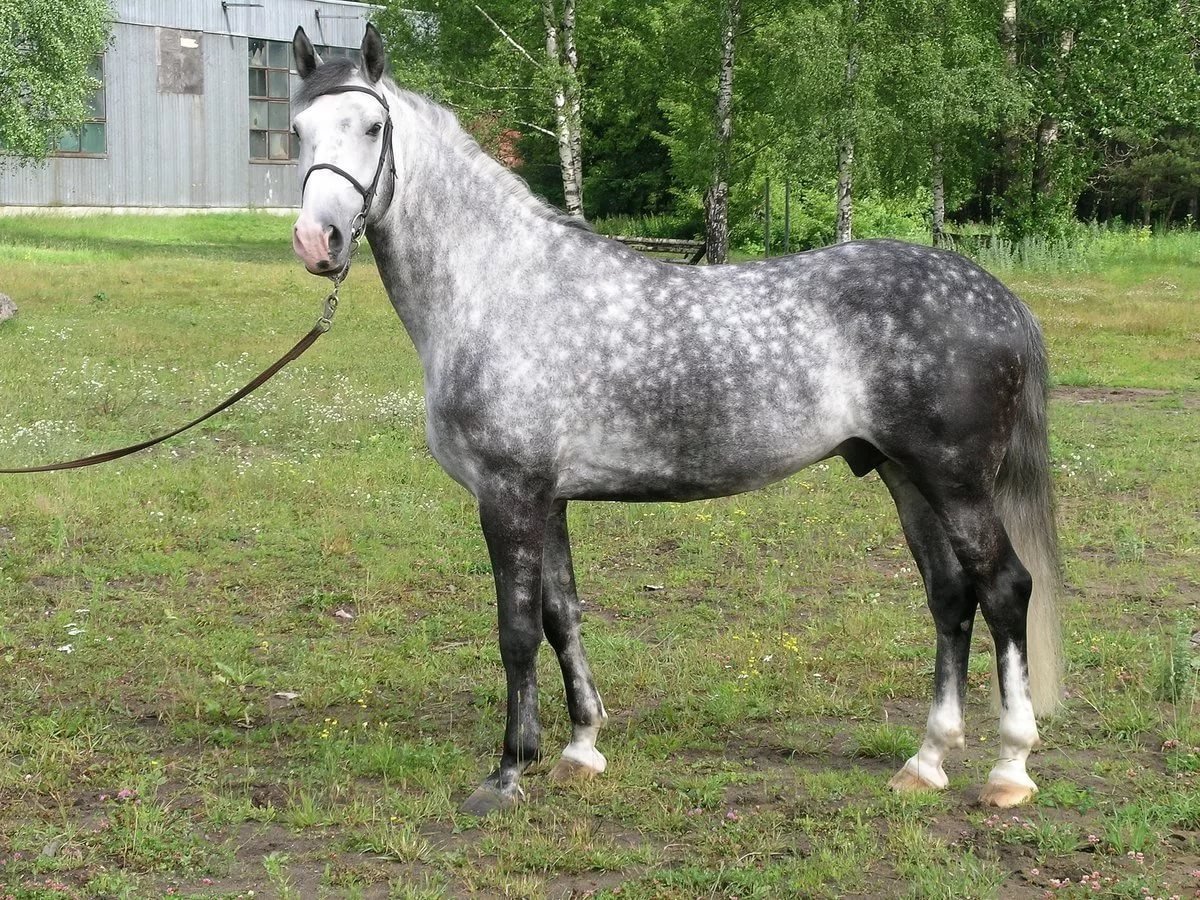 Серая лошадь Орловский рысак