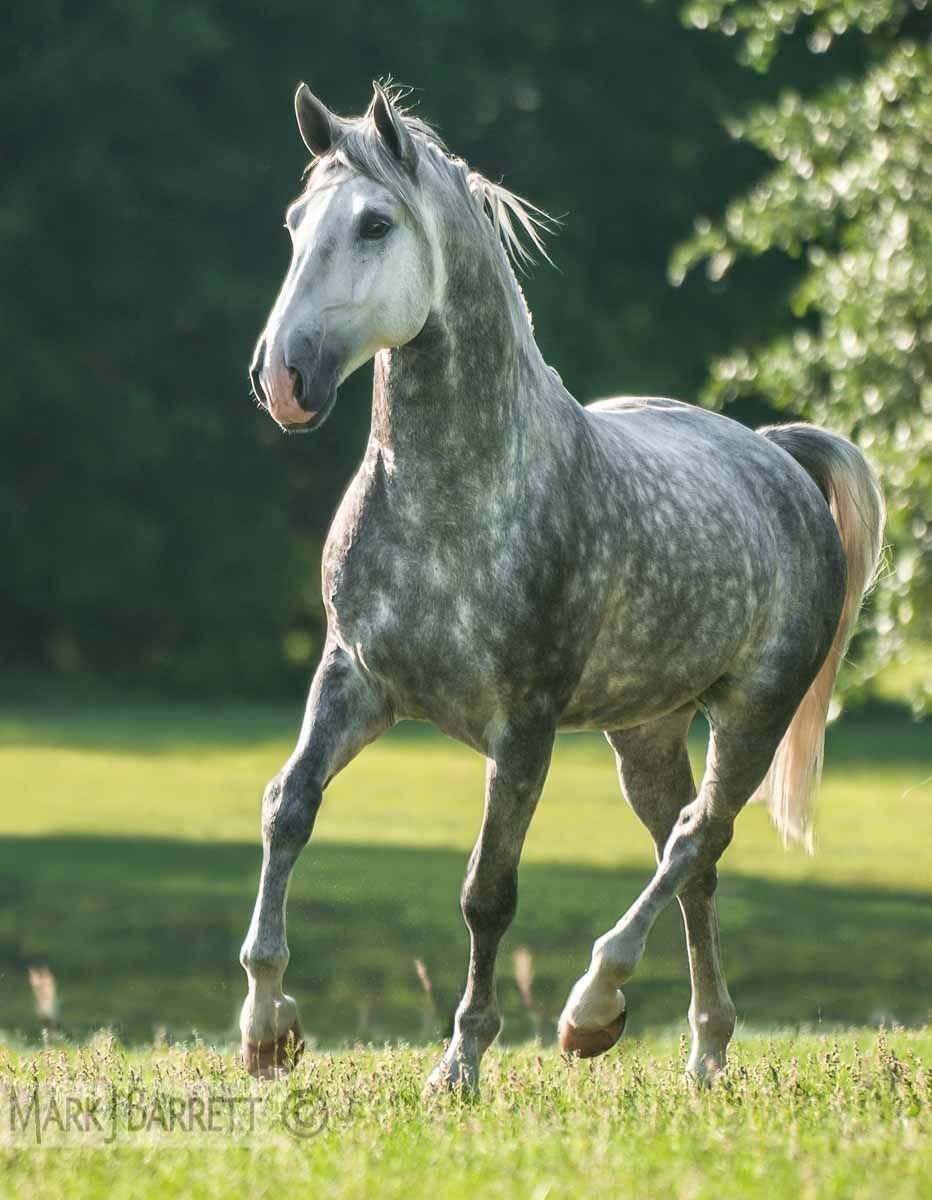 Андалузская лошадь белая масть