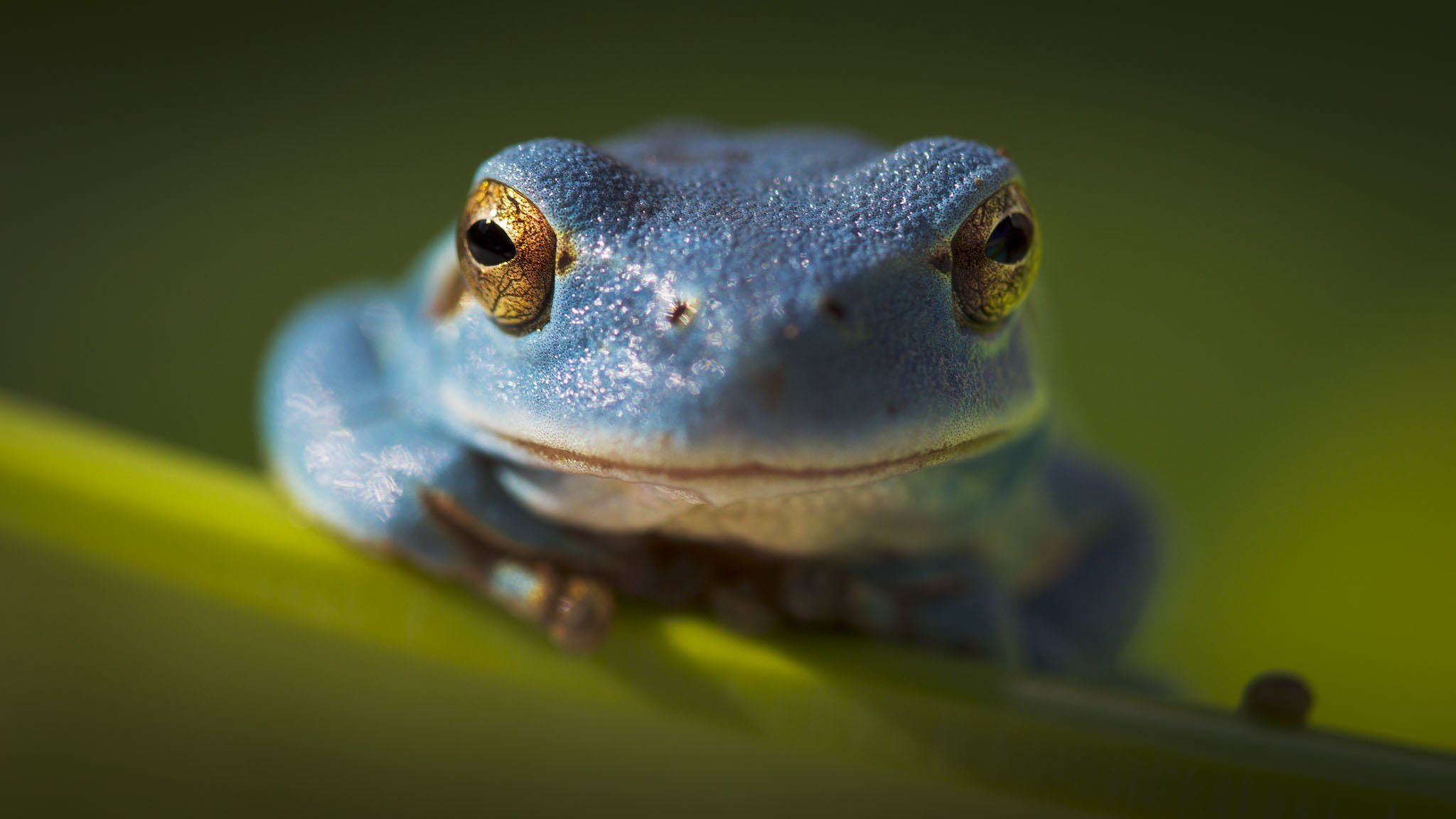Elephant frog. Лягушка австралийская голубая квакша. Лягушка Прудовая паротиды. Хьюля лягушка. Травяные лягушки, лягушки-турлушки.
