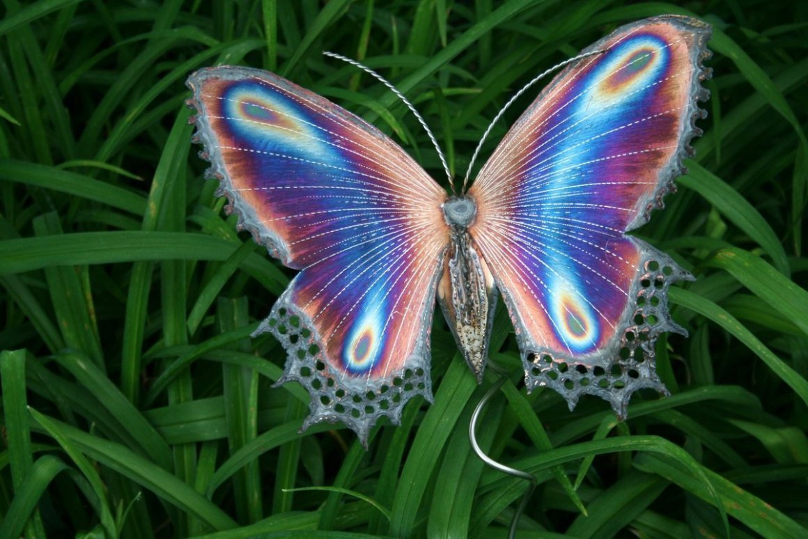 Самые редкие бабочки