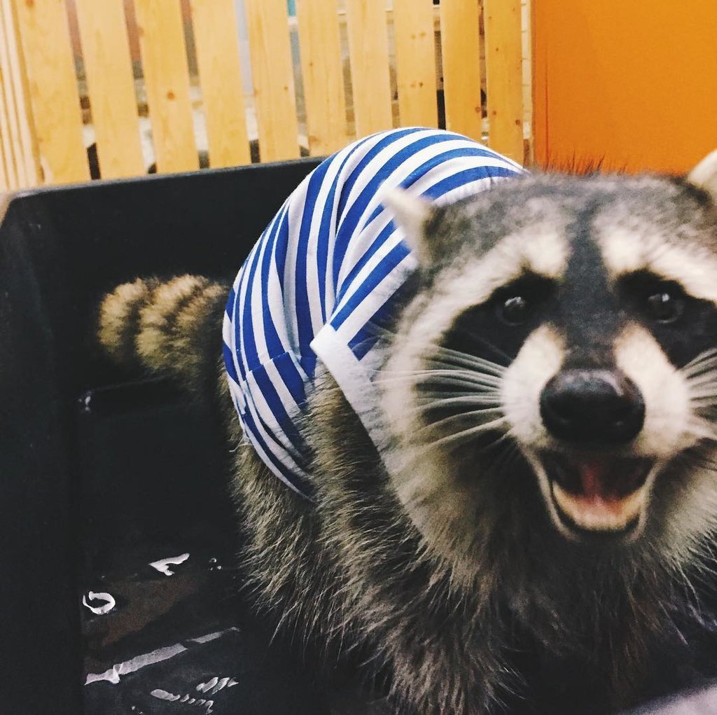 Кот в тельняшке