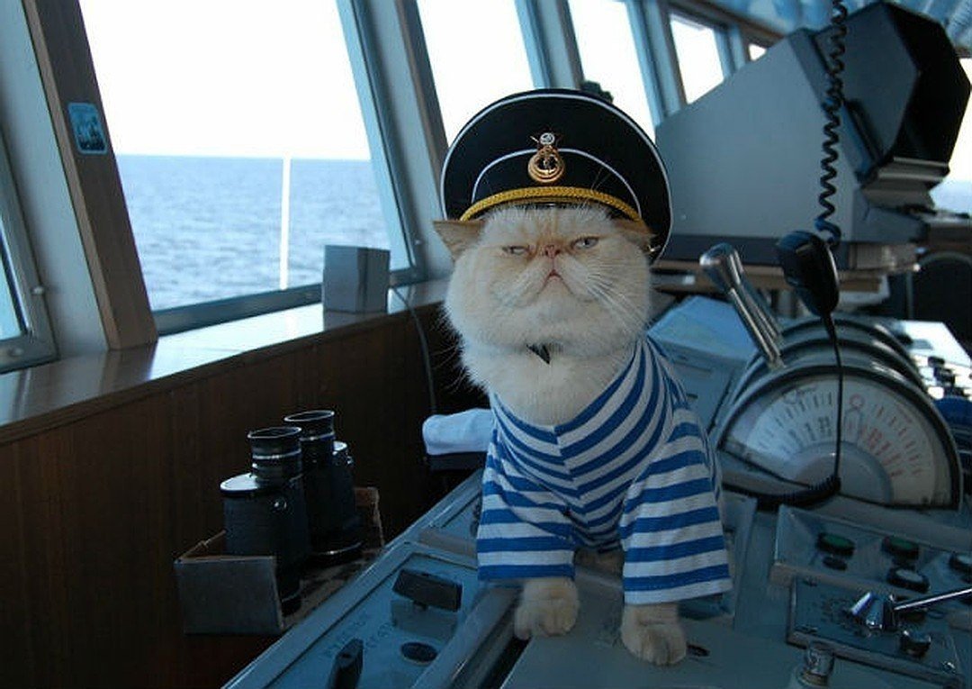 Кошка с красной береткой