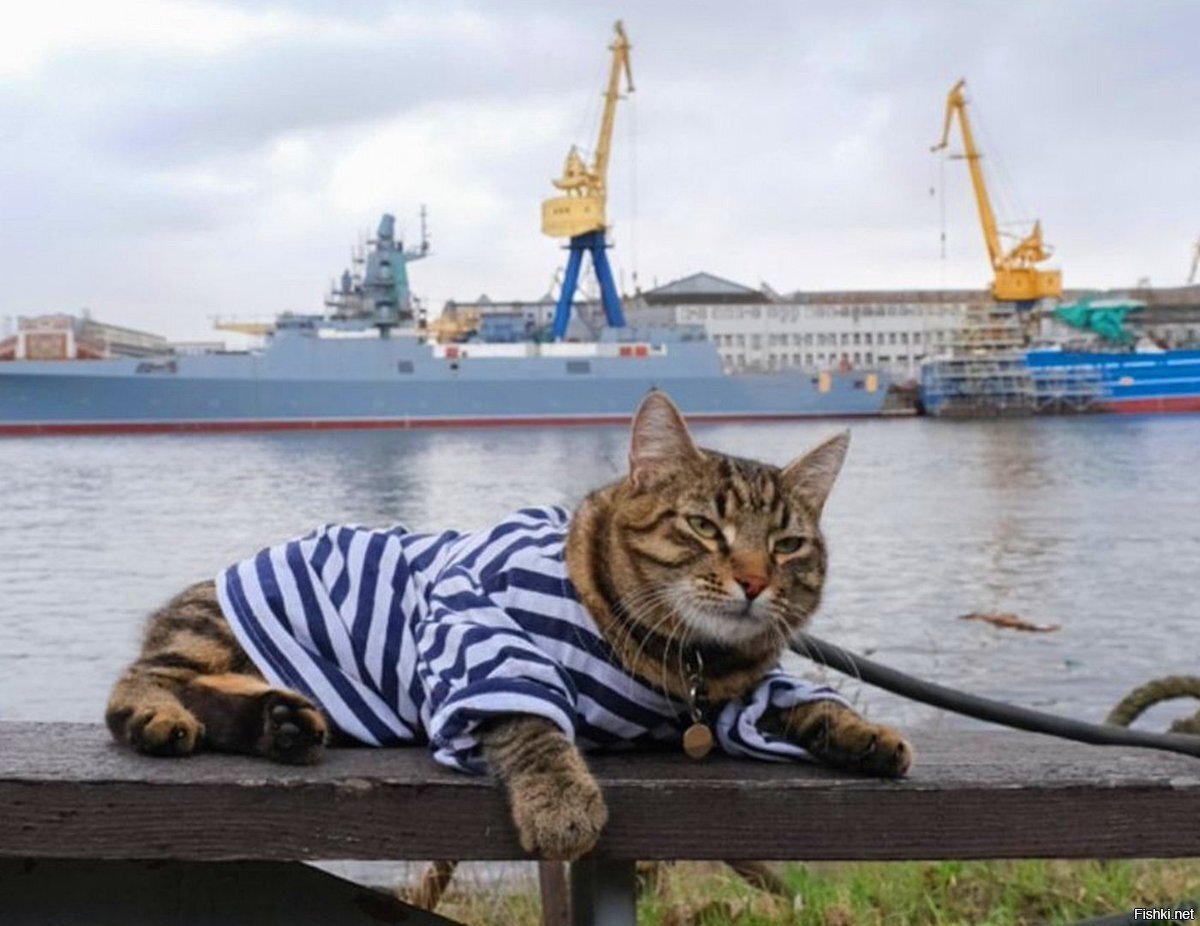 Кот матрос на теплоходе Чернышевский
