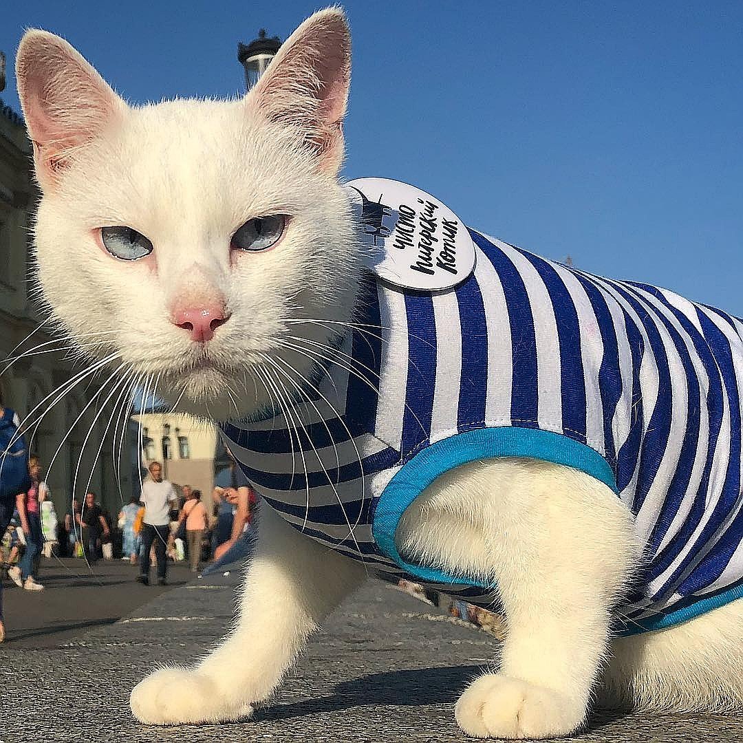 Кот на теплоходе Николай Чернышевский