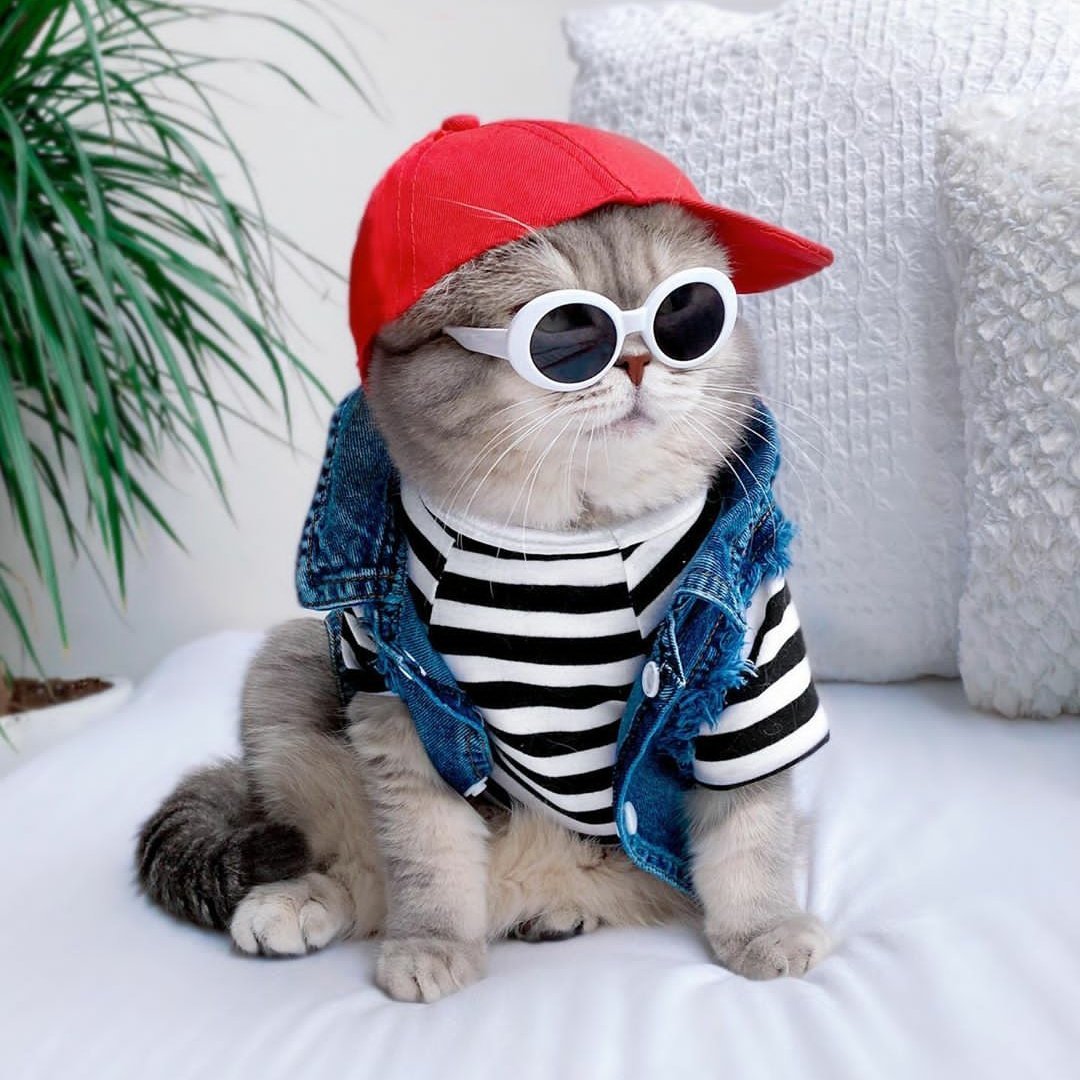 Кот в тельняшке ВМФ