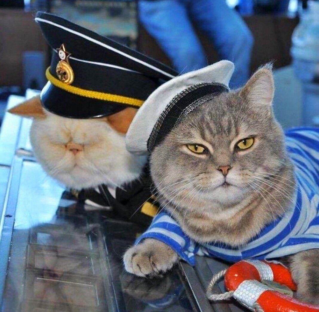 Кот в беретке