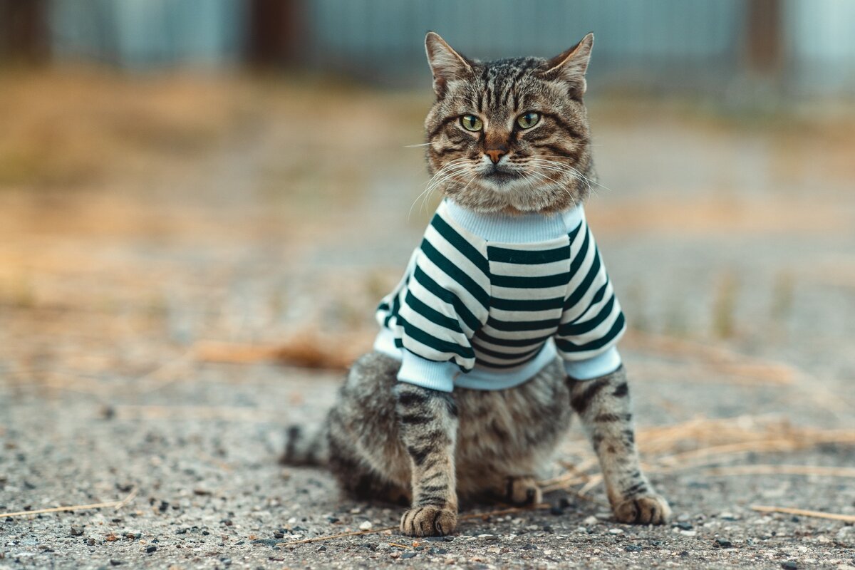 Кот в тельняшке